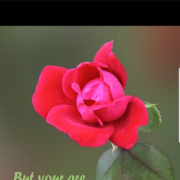 Meet your Posher, Kiara - Picture 1 of 1